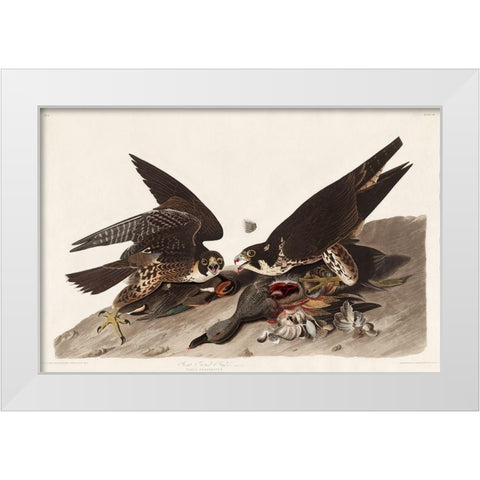 Great Footed Hawk White Modern Wood Framed Art Print by Audubon, John James