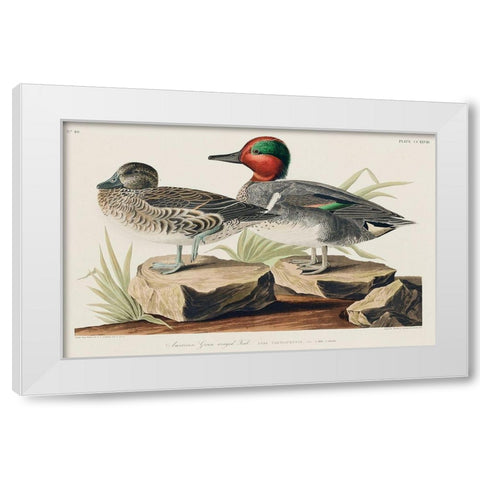 Green winged Teal White Modern Wood Framed Art Print by Audubon, John James