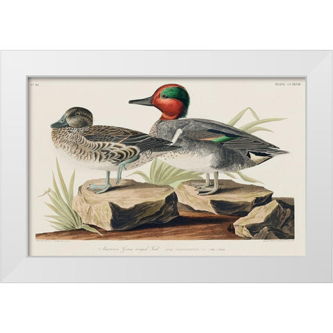 Green winged Teal White Modern Wood Framed Art Print by Audubon, John James