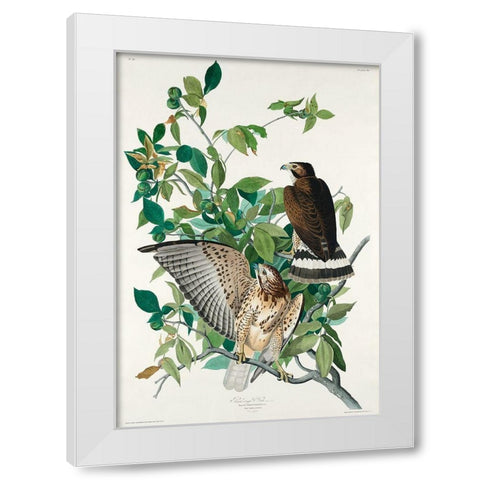 Broad-winged Hawk White Modern Wood Framed Art Print by Audubon, John James