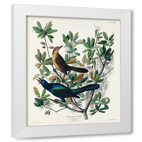 Boat-tailed Grackle White Modern Wood Framed Art Print by Audubon, John James