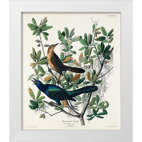 Boat-tailed Grackle White Modern Wood Framed Art Print by Audubon, John James