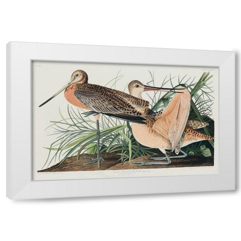 Great Marbled Godwit White Modern Wood Framed Art Print by Audubon, John James