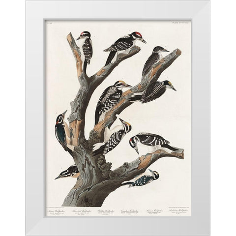 Marias Woodpecker White Modern Wood Framed Art Print by Audubon, John James