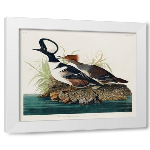 Hooded MerganserÂ  White Modern Wood Framed Art Print by Audubon, John James