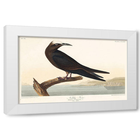 Noddy Tern White Modern Wood Framed Art Print by Audubon, John James