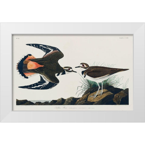 Kildeer Plover White Modern Wood Framed Art Print by Audubon, John James