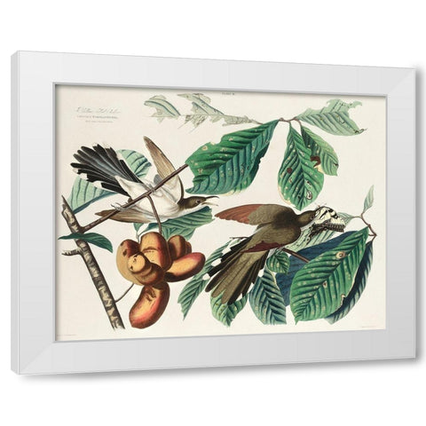 Yellow-billed Cuckoo White Modern Wood Framed Art Print by Audubon, John James