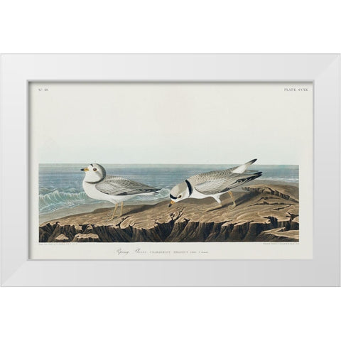 Piping Plover White Modern Wood Framed Art Print by Audubon, John James