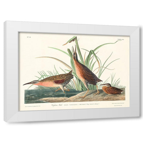 Virginia Rail White Modern Wood Framed Art Print by Audubon, John James