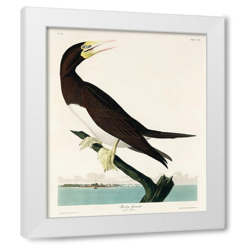 Booby Gannet White Modern Wood Framed Art Print by Audubon, John James