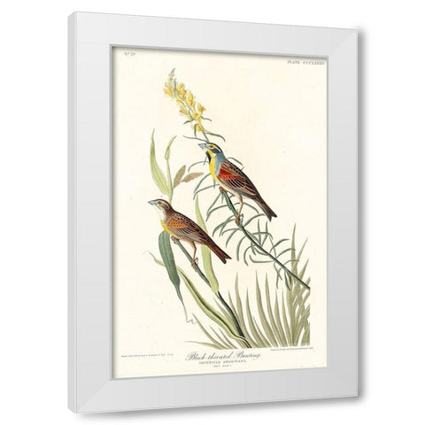 Black-Throated Bunting White Modern Wood Framed Art Print by Audubon, John James