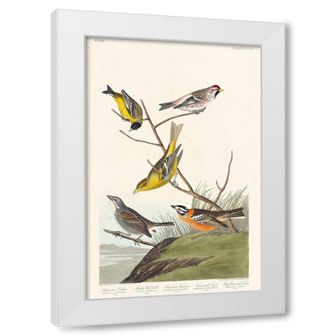 Arkansaw Siskin, Mealy Red-poll, Louisiana Tanager, Townsends Bunting and Buff-breasted FinchÂ  White Modern Wood Framed Art Print by Audubon, John James