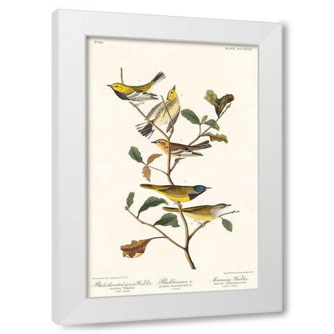 Black-throated green Warbler, Blackburnian and Mourning WarblerÂ  White Modern Wood Framed Art Print by Audubon, John James