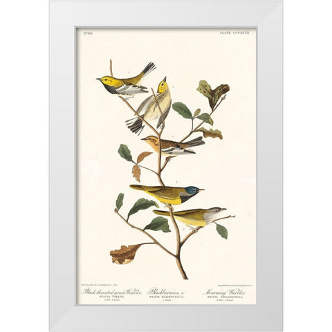 Black-throated green Warbler, Blackburnian and Mourning WarblerÂ  White Modern Wood Framed Art Print by Audubon, John James