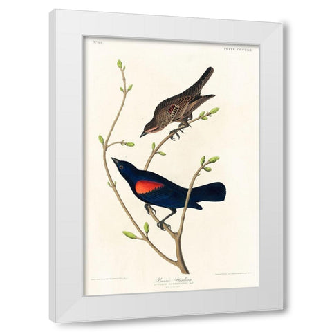 Prairie Starling White Modern Wood Framed Art Print by Audubon, John James
