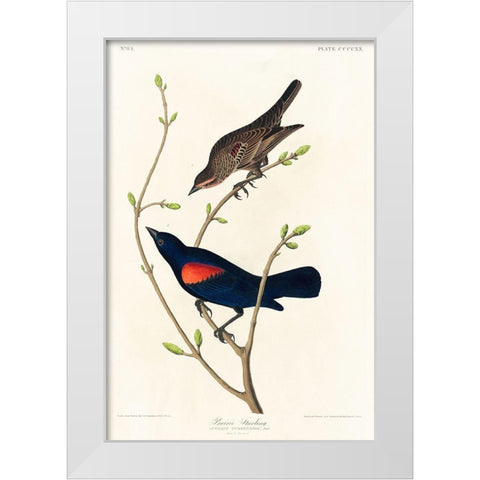 Prairie Starling White Modern Wood Framed Art Print by Audubon, John James