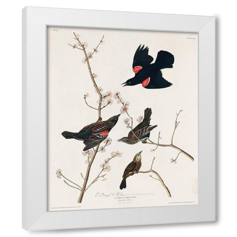 Red winged Starling, or Marsh Blackbird White Modern Wood Framed Art Print by Audubon, John James