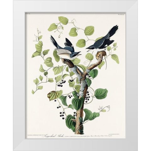 Loggerhead Shrike White Modern Wood Framed Art Print by Audubon, John James