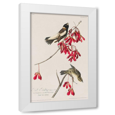 Rice Bird White Modern Wood Framed Art Print by Audubon, John James