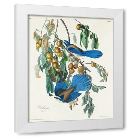 Florida Jay White Modern Wood Framed Art Print by Audubon, John James