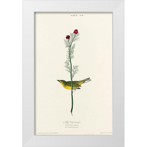 Selbys Flycatcher White Modern Wood Framed Art Print by Audubon, John James