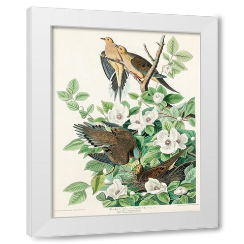 Carolina Pigeon White Modern Wood Framed Art Print by Audubon, John James