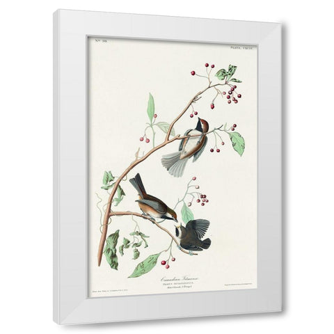 Canadian Titmouse White Modern Wood Framed Art Print by Audubon, John James
