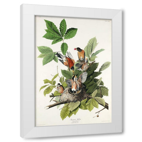 American Robin White Modern Wood Framed Art Print by Audubon, John James