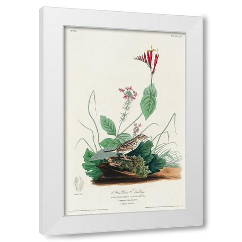 Henslows Bunting White Modern Wood Framed Art Print by Audubon, John James