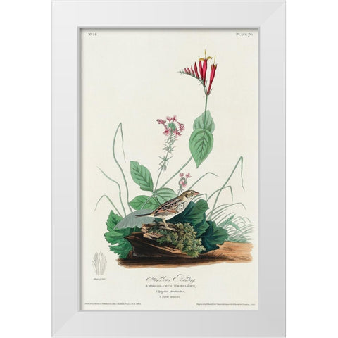 Henslows Bunting White Modern Wood Framed Art Print by Audubon, John James