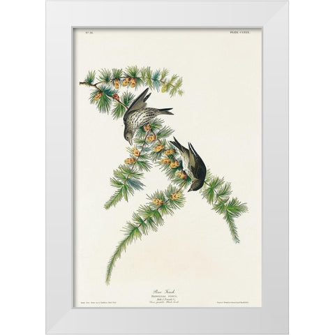 Pine Finch White Modern Wood Framed Art Print by Audubon, John James