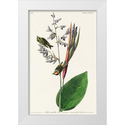 American Golden crested-WrenÂ  White Modern Wood Framed Art Print by Audubon, John James