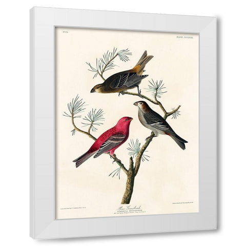 Pine Grosbeak White Modern Wood Framed Art Print by Audubon, John James