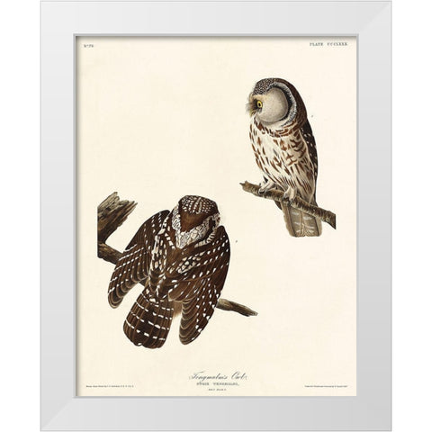 Tengmalms Owl White Modern Wood Framed Art Print by Audubon, John James