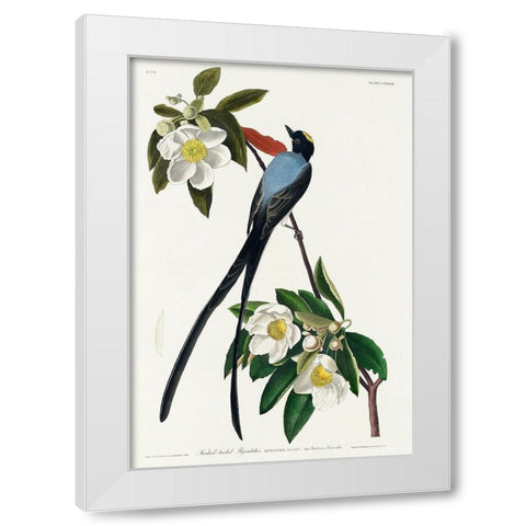 Fork-tailed Flycatcher White Modern Wood Framed Art Print by Audubon, John James