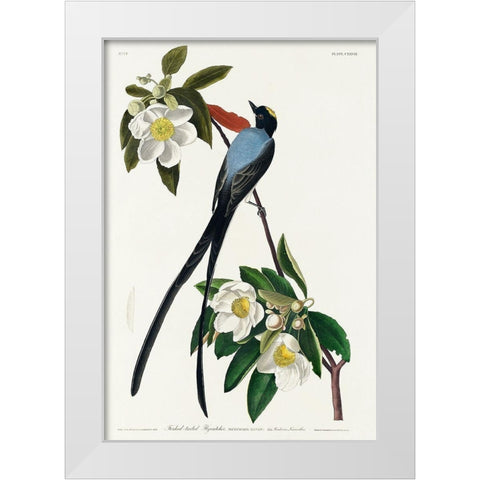 Fork-tailed Flycatcher White Modern Wood Framed Art Print by Audubon, John James