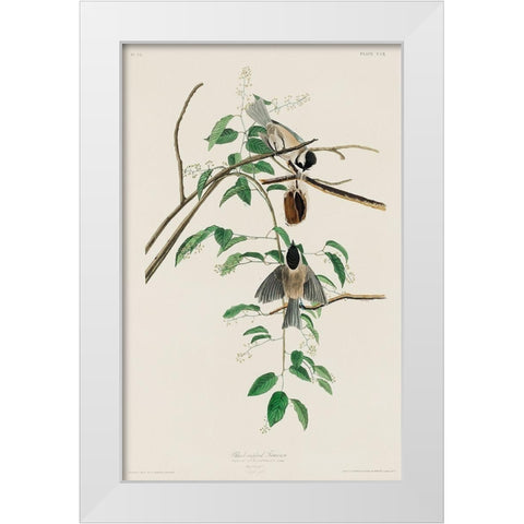 Carolina Titmouse White Modern Wood Framed Art Print by Audubon, John James