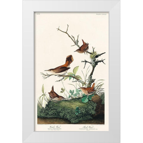Winter Wren and Rock Wren White Modern Wood Framed Art Print by Audubon, John James