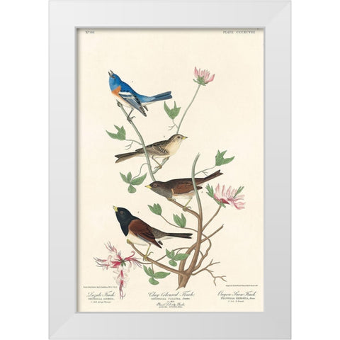 Lazuli Finch, Clay-coloured Finch, Oregon Snow Finch White Modern Wood Framed Art Print by Audubon, John James