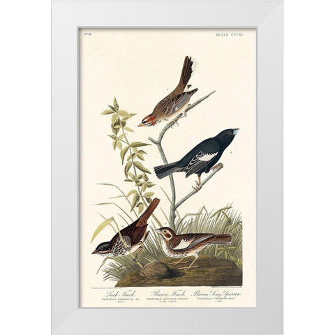 Lark Finch, Prairie Finch and Brown Song Sparrow White Modern Wood Framed Art Print by Audubon, John James