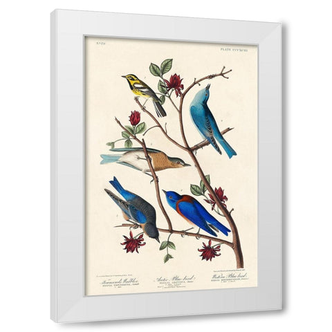 Townsends Warbler, Arctic Blue-bird and Western Blue-bird White Modern Wood Framed Art Print by Audubon, John James