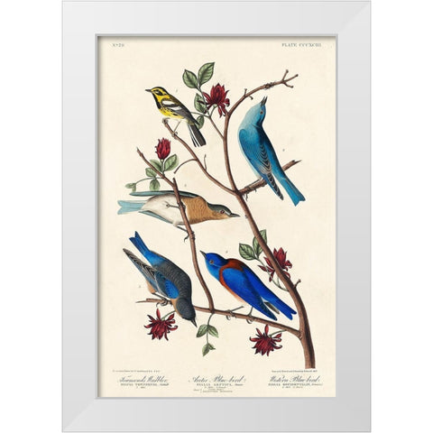 Townsends Warbler, Arctic Blue-bird and Western Blue-bird White Modern Wood Framed Art Print by Audubon, John James