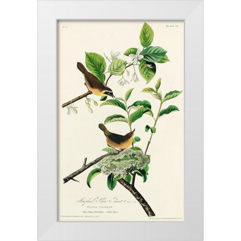 Yellow-breasted Warbler White Modern Wood Framed Art Print by Audubon, John James