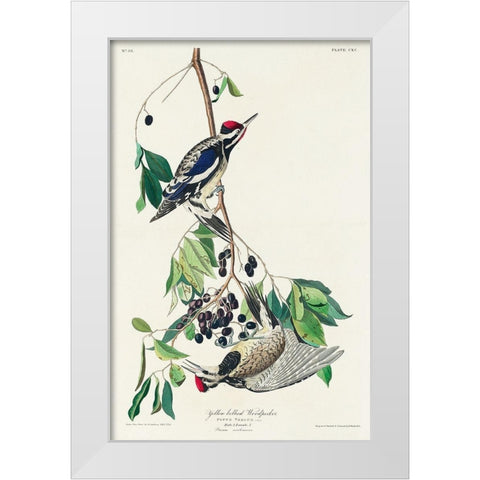 Yellow bellied Woodpecker White Modern Wood Framed Art Print by Audubon, John James