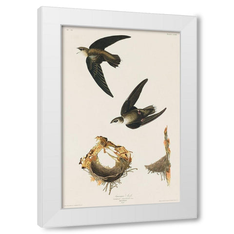 American Swift White Modern Wood Framed Art Print by Audubon, John James