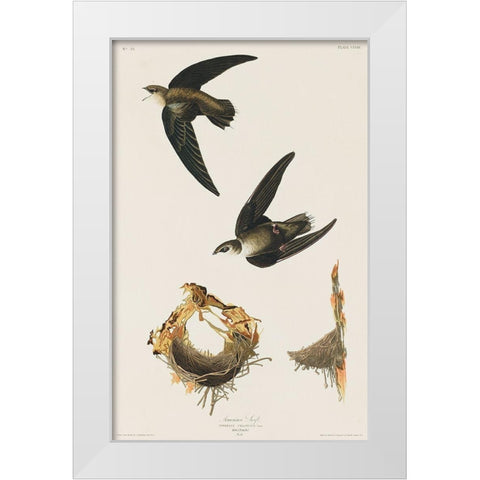 American Swift White Modern Wood Framed Art Print by Audubon, John James