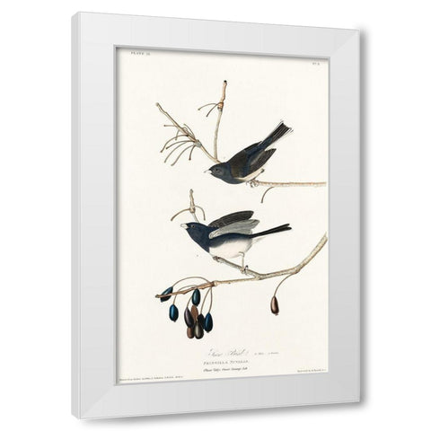 Snow Bird White Modern Wood Framed Art Print by Audubon, John James