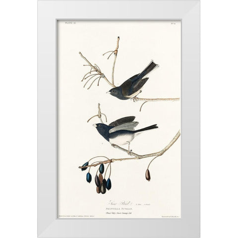 Snow Bird White Modern Wood Framed Art Print by Audubon, John James