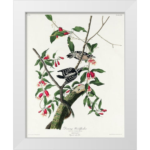Downy Woodpecker White Modern Wood Framed Art Print by Audubon, John James